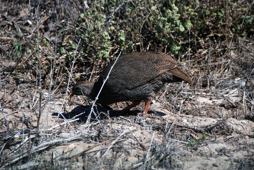 Cape Francolin in the West Coast National Park