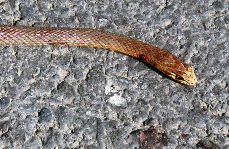 Maimed snake, possibly the venomous Montpelier Snake