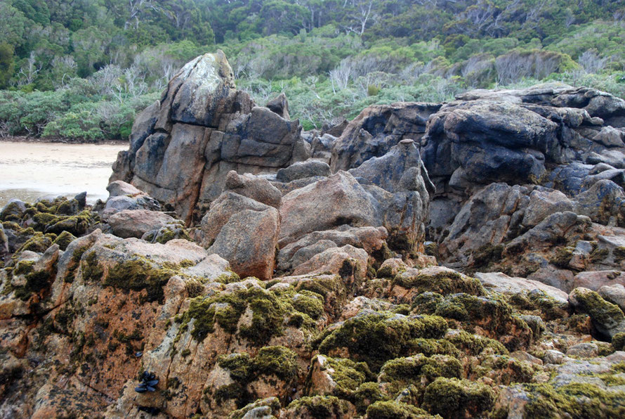 More granite rock on Boulder Beach and wind bent coastal assemblage of oastal scrub dominated by Brachyglottis rotundifolia (mutton-bird scrub), Dracophyllum longifolium (inaka), Gahnia procera, and O