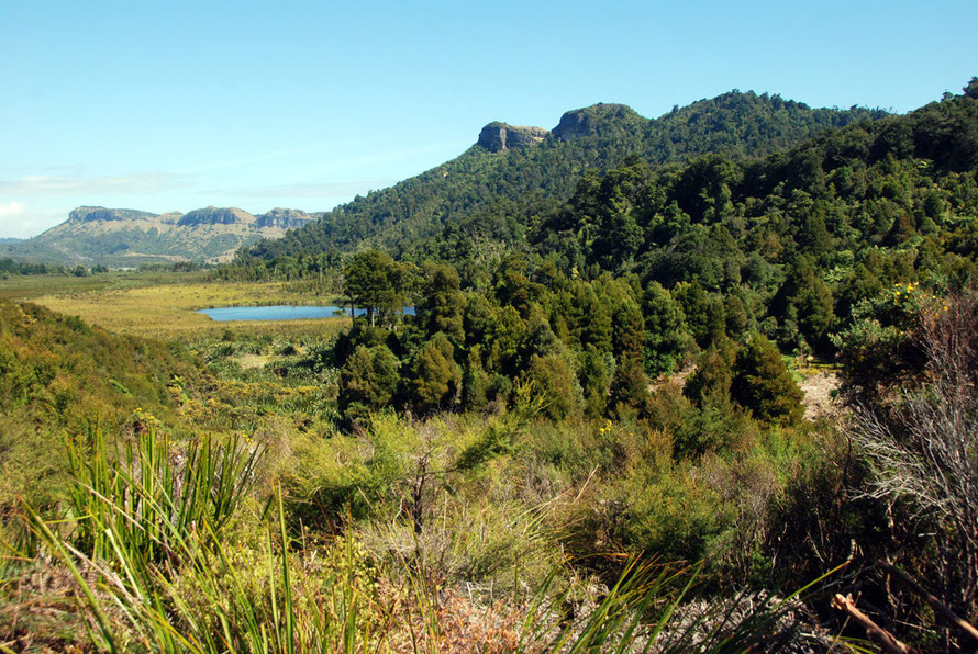 Mixed lowland forest at Managarakau looking south west along the line of limestone hills that run down the coast