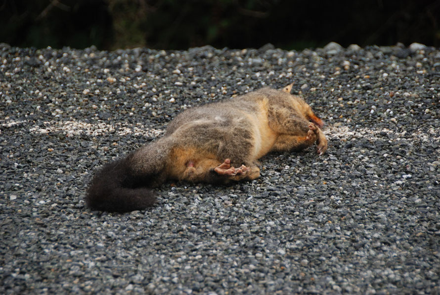 Dead Possum, New Zealand's Public Enemy Number One. Introduced from Australia in the 1800s to start a domestic fur trade