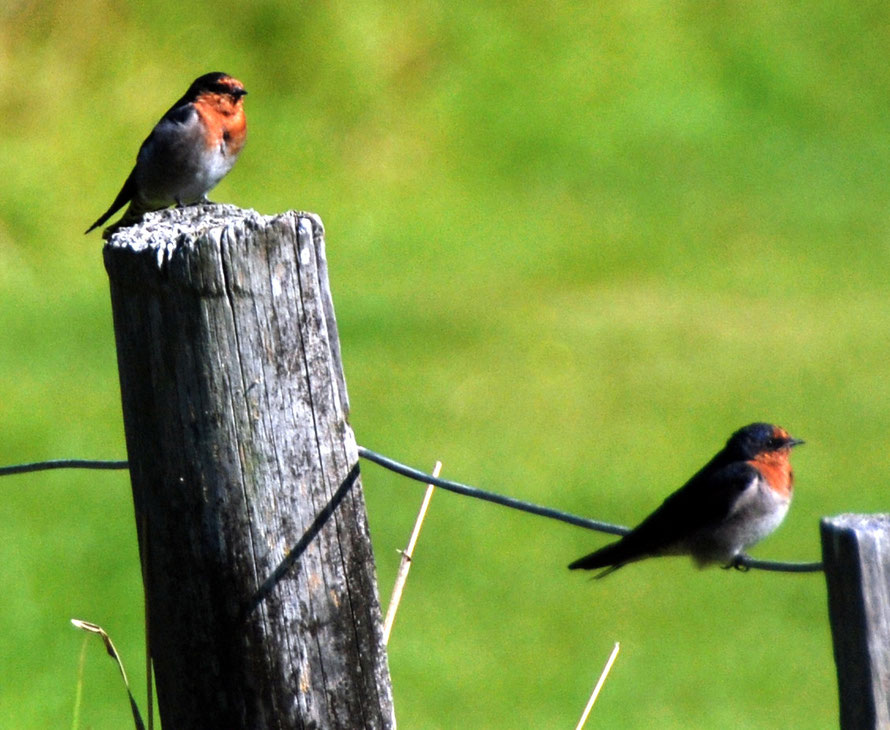 Welcome Swallows (Hirundo neoxena) at Whatipu. Self-introduced from Australia they have grown massively in population since the 1960s.