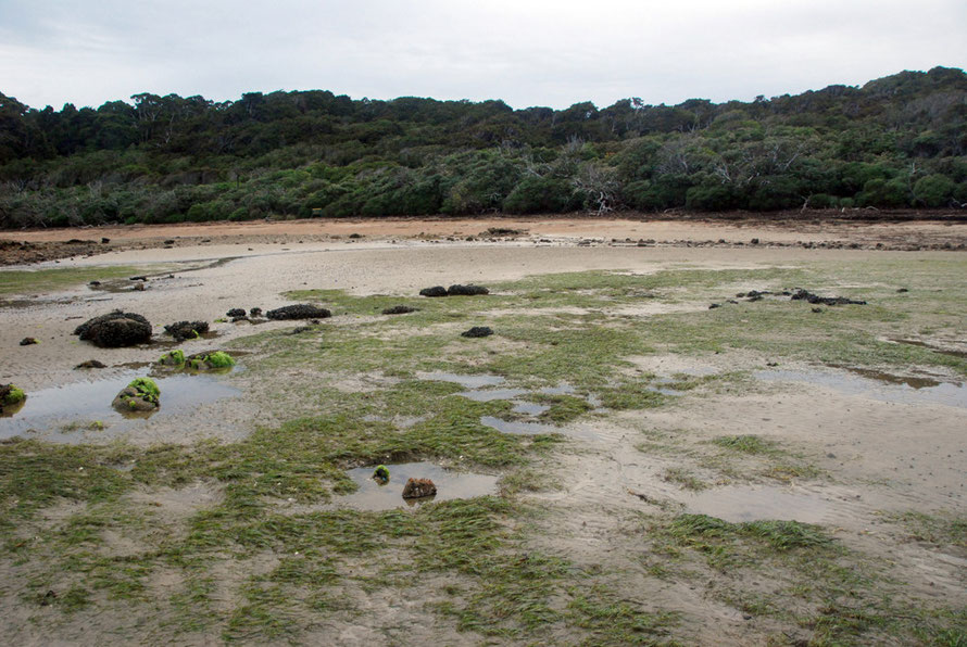 Boulder Beach on Ulva Island showing clear line of coastal scrub and higher rimu-Hall's Totara forest behind. Scrub consists of Dracophyllum longifolium (Inaka), olearia colensoi var. argentea and ole