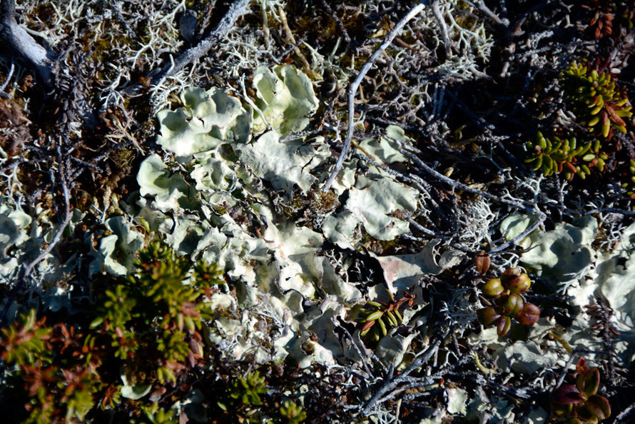 A flat-leaved lichen growing on the rocky/peaty terrain of miniscule soils near the Russlev headland on the Lyngen Peninsula. 