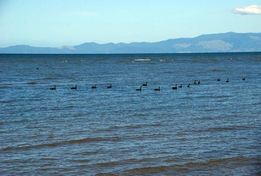 Black swans on Golden Bay north of Pakawau on the way to Farewell Spit