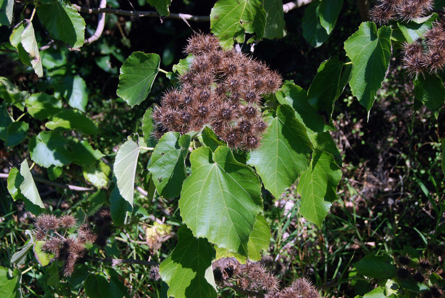 The Whau tree (entelea arborescens) with its characteristic bristly seed capsules. The timber is very light and was used by Maori to make fishing floats.