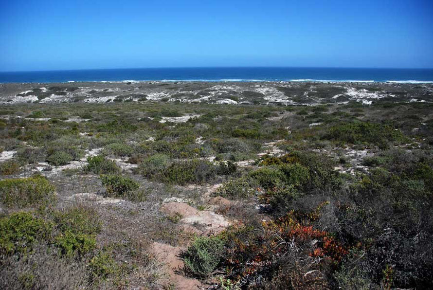 Looking west to the Atlantic with evidence of Cape Dune Mole-Rat in the foreground