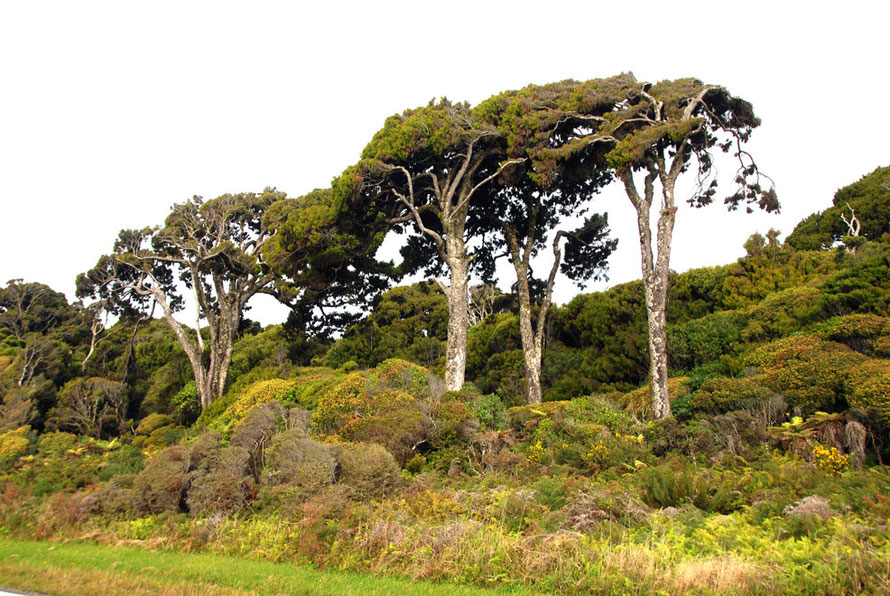 The rain forest edge north of Haast near the Waita River