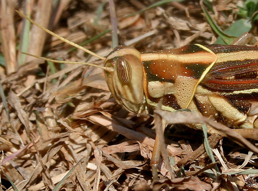 Desert Locust (Schistocerca gregaria) head (c)  JMGarg Wikimedia.