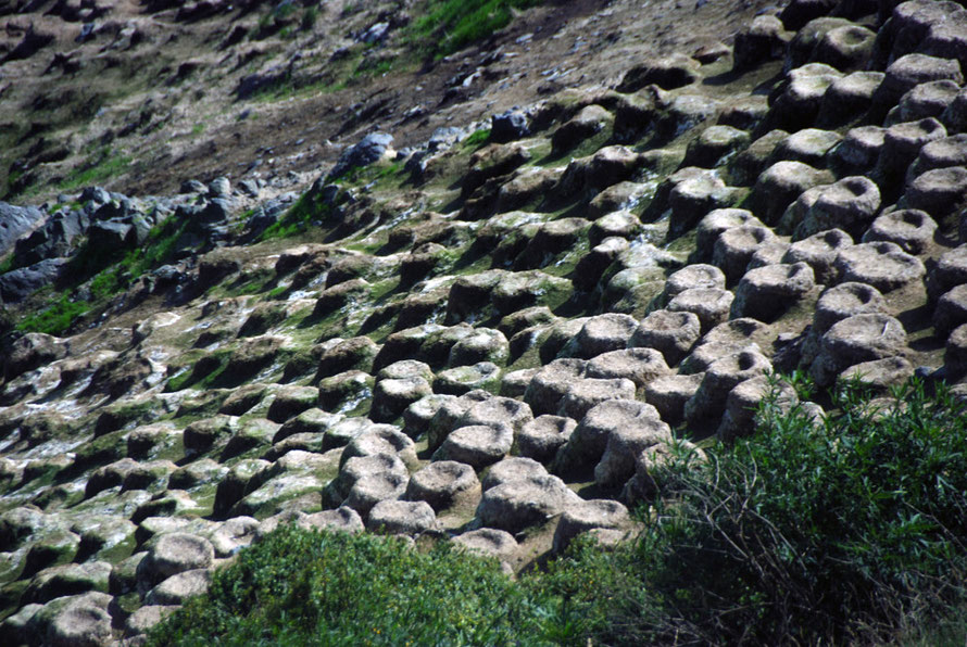 Shag nest columns on Taiaroa Head