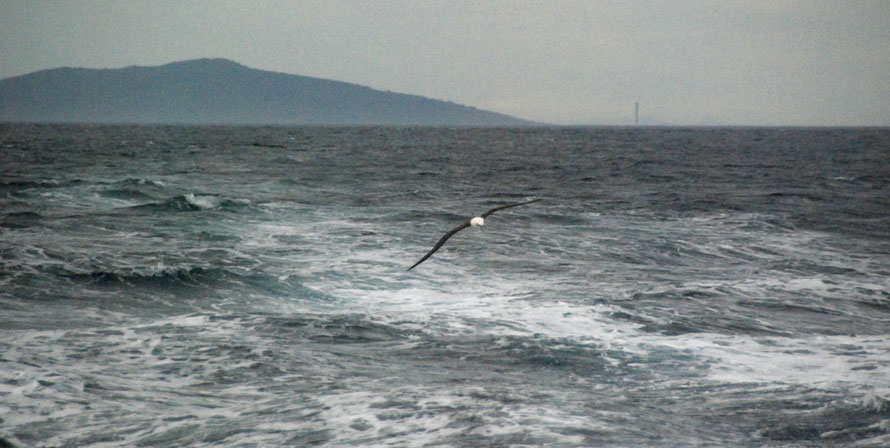 Buller's Mollymawk catching up with the Stewart Island ferry. The chimney of the mainland Aluminium smelter clearly visible on the horizon.