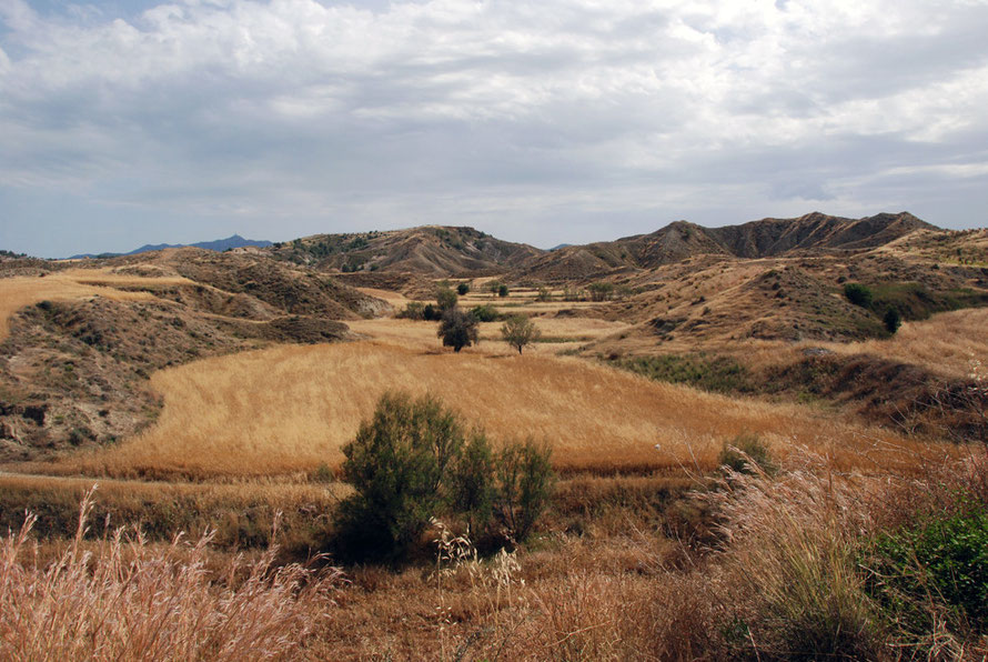 Patchwork fields in the upper limits of the Mesoria between Arediou and Tamassos: The upper limits of the Mesoria between Arediou and Tamassos: wheat fields in dry marl hills and kafkalia (May, 2012).