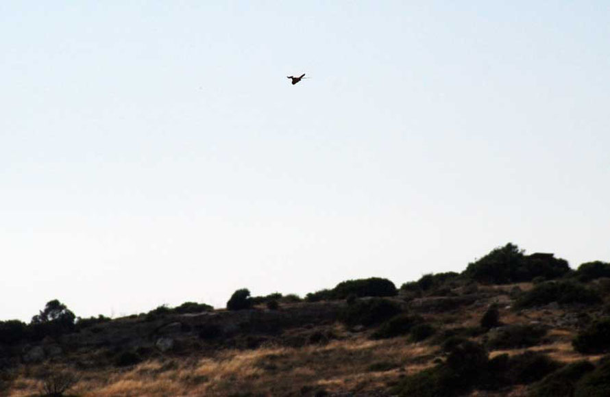 A kestrel hunts on the updraughts at Kourion, a favourite launching point for Cypriot paragliders