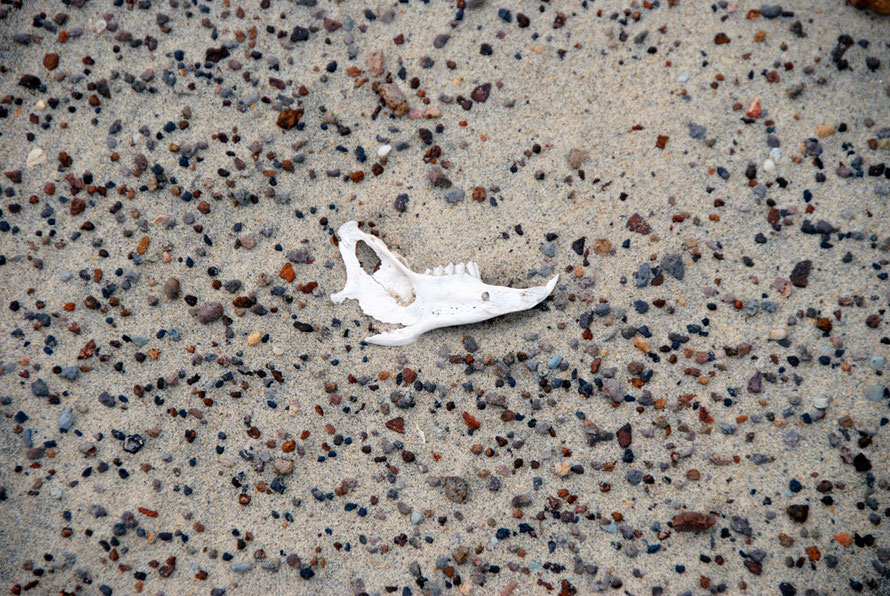 Rabbit jaw bone amonst the brilliant red sandstone, basalt and greywacke gravels at Sand Fly Bay