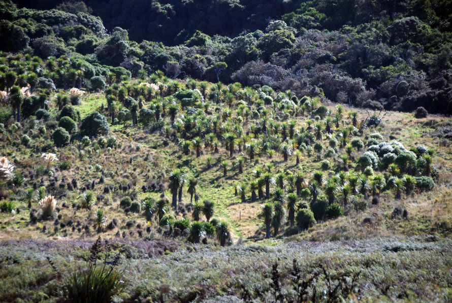 Regenerating tī kōuka/cabbage tree (Cordyline australis) grove, Okia Flats on the Otago Peninsula