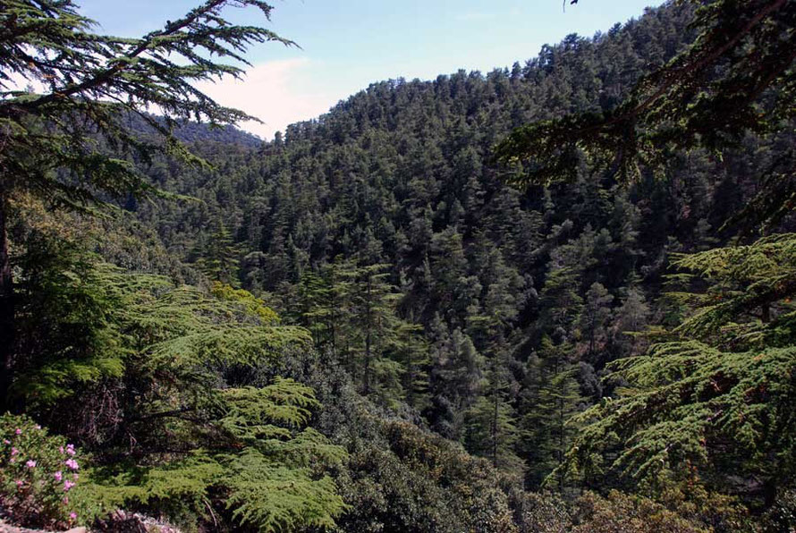 Cedar Valley, Tilliria with endemic Cyprus Cedars (cedrus brevifolia) (June, 2012).