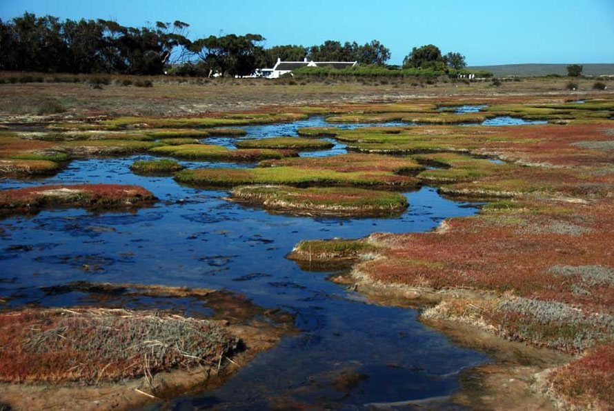 Brackish pools and mats of succulents, with the Geelbek centre in the background, West Coast National Park