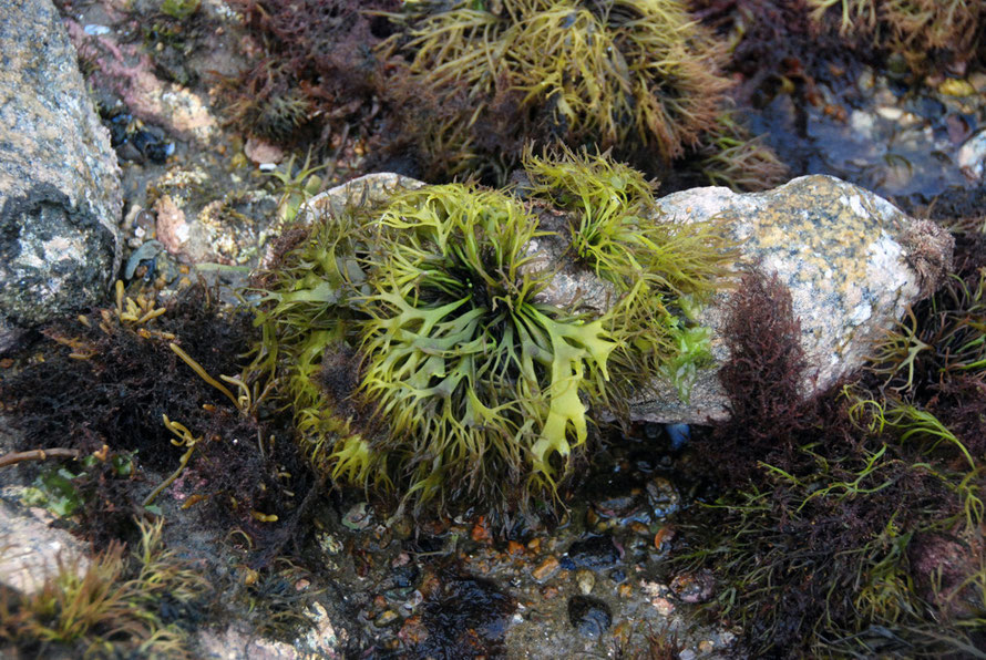 This succulent and delightful green seaweed looked good enough to eat on Boulder Beach, Ulva Island NZ. Can anyone identify please?