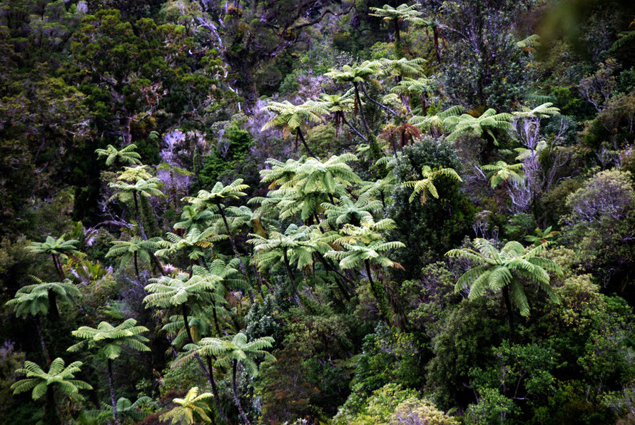 Trees ferns in regenerating temperate rain forest in the Coromandel Range from the Tapu-Coroglen road. 