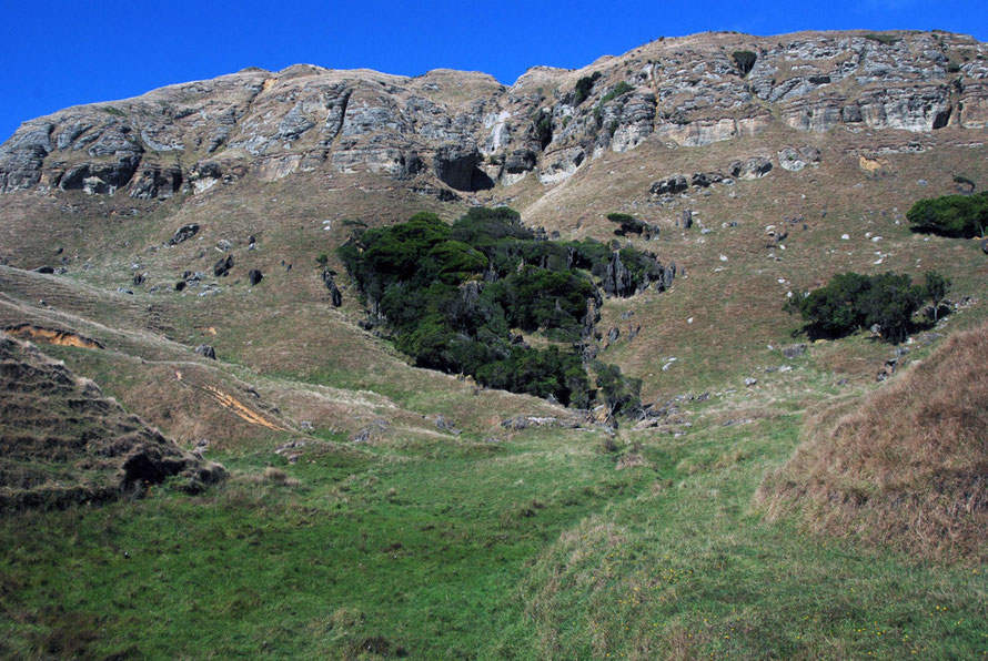 The karst country of the Cowin Road beyond Paturau with remnant forest in the water seepage beneath the cliffs