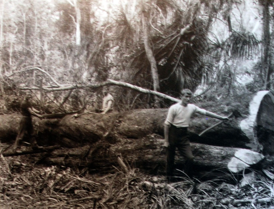 Lumber Operations for the Prouse and Sanders Mill at Mangarakau. The photo gives an indication of the bonanza of timber in the native forests of the area (from Aotere Centre display).