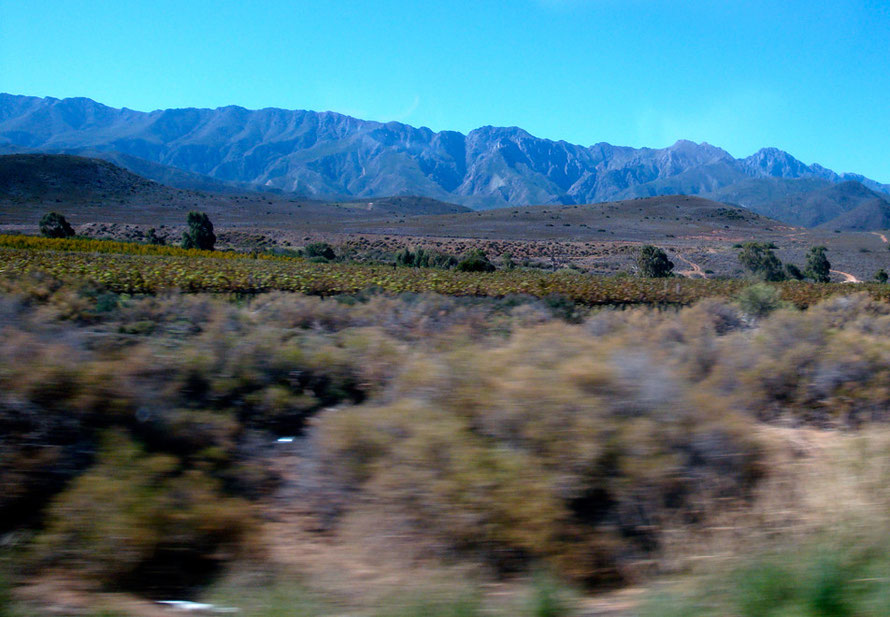 Winelands between Worcester and Robinson on the edge of the Breede River Valley (c) Peg Murray Evans