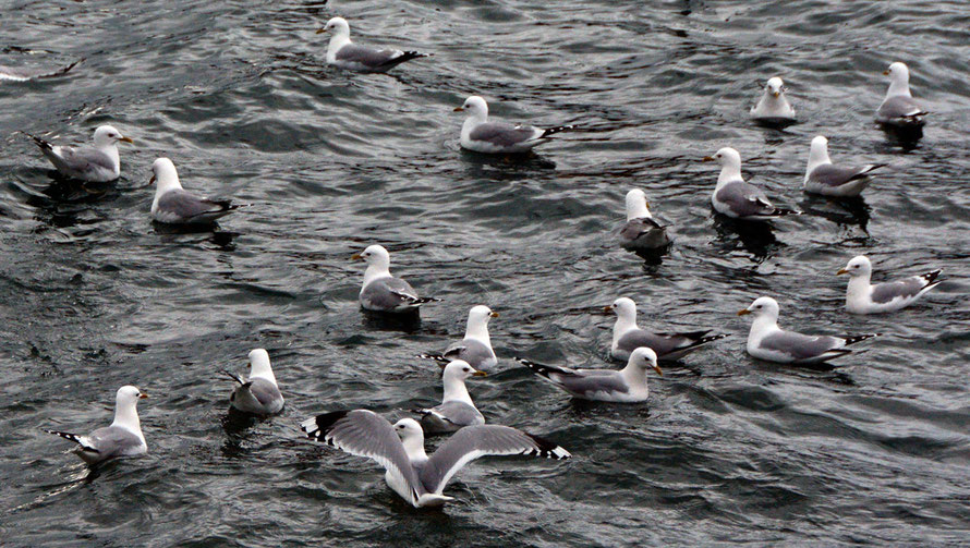 Common Gulls at a district heating outflow by the sea-snow- dump in Tromsø. 