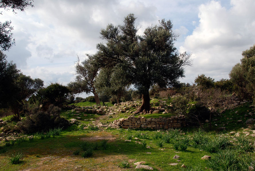 Grand olive trees at the church of St. Constantine and Helen standing amongst the scattered remains of a one time monastery  (January 2013).