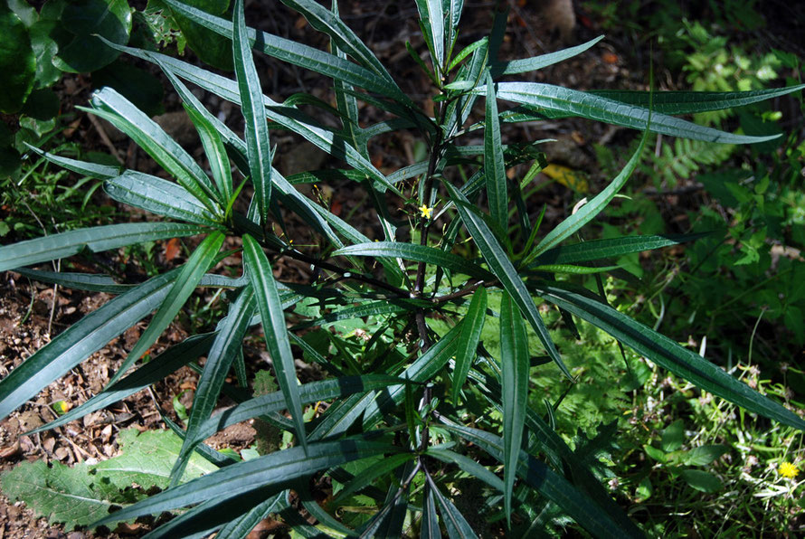 Solanum aviculare/Poroporo - a member of the nightshade family on the Wainui Falls Walk.