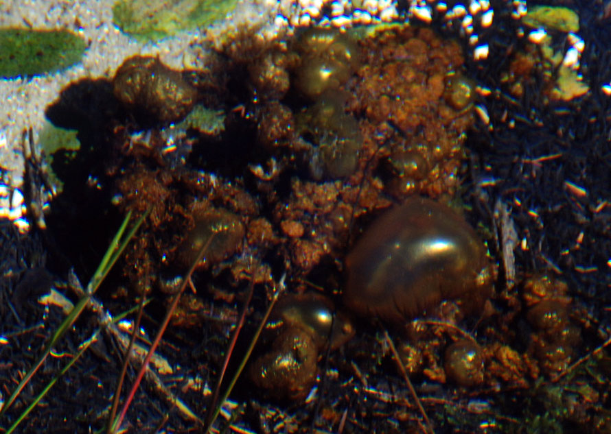 Strange golden bubbles (air sacs) at Te Waikoropupu Springs, Golden Bay.