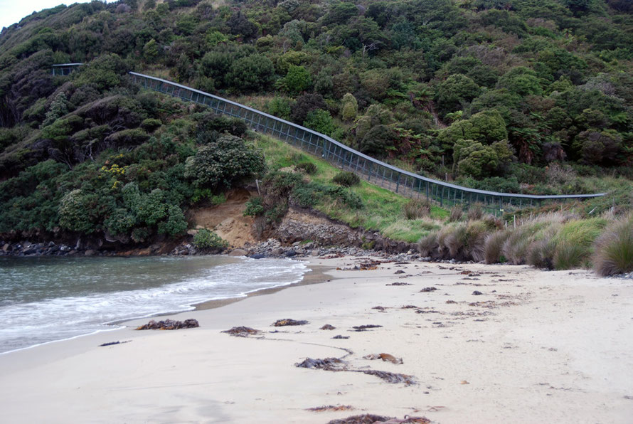 The predator-proof Xcluder fence at the Dancing Start Foundation Ecologicla Preserve at Lee Bay on Stewart Island. The DSA is based in California and was created by the late Sue Stiles in 1993.