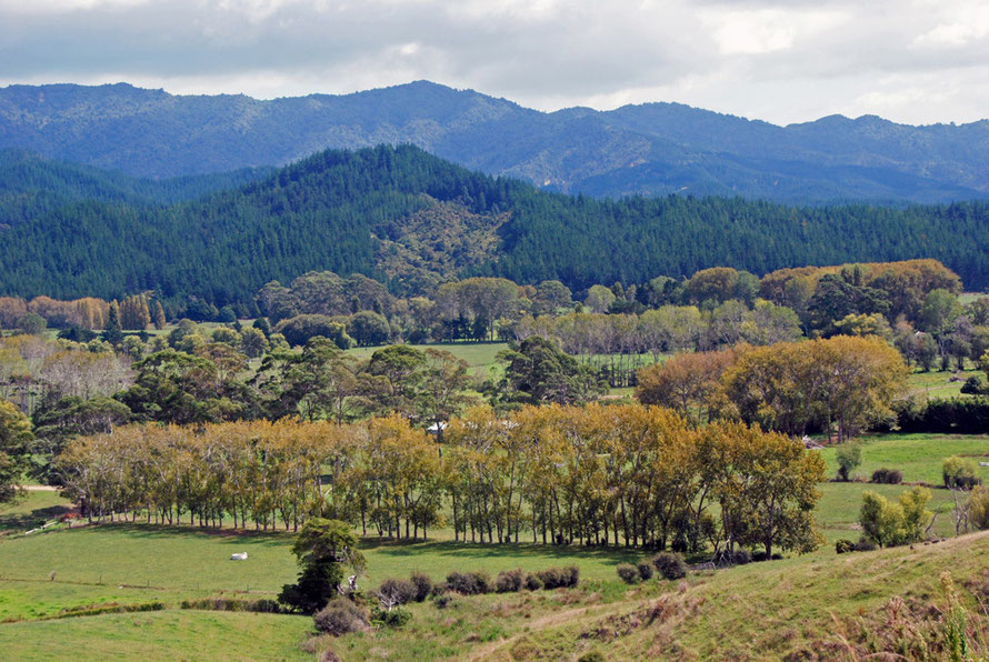 Near Te Rerenga: some of the valley bottoms looked like a mixture of rural England and France, with straight lines of poplars beginning to turn to their autumnal colours with neat paddocks and hills of pine climbing behind them .