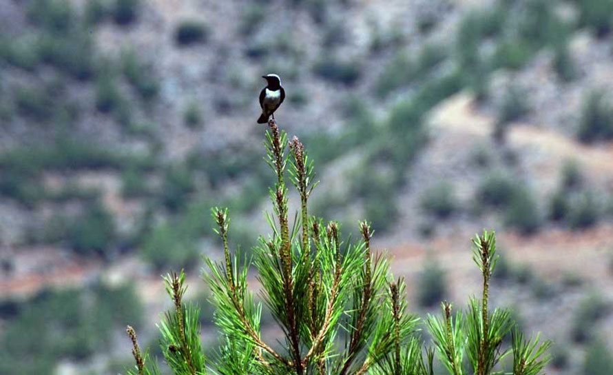 This Pied Wheatear (oenanthe pleschanka) very kindly sat at the top of a Brutia Pine until I had taken a number of photos