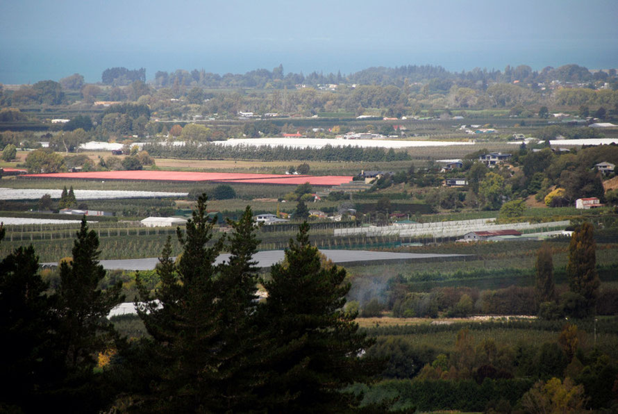 Intensive fruit, vine, hop and tobacco cultivation at Motueka at the north end of the South Island. Sanitiary and phytosantiary bio-security is no joke in New Zealand.