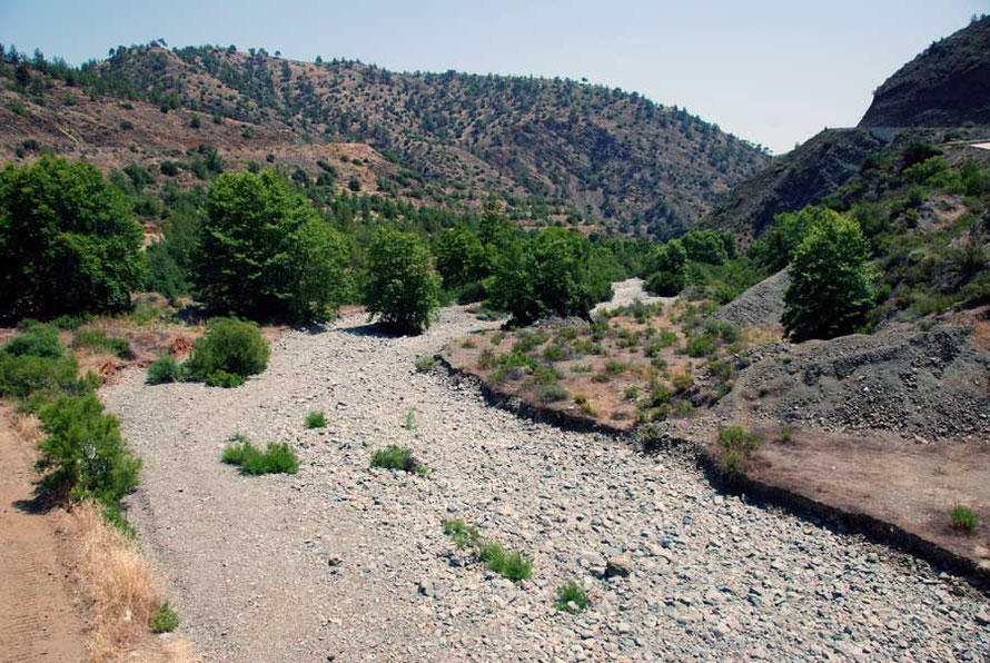 Oriental Plane (platanus orientalis) trees growing in the dry river bed of the Χeros valley