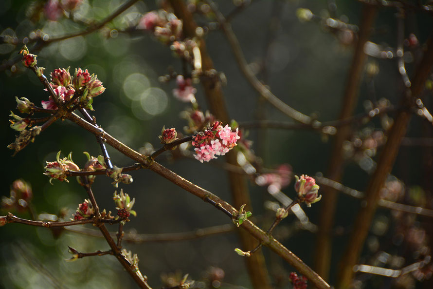 Viburnum Bodnantense.