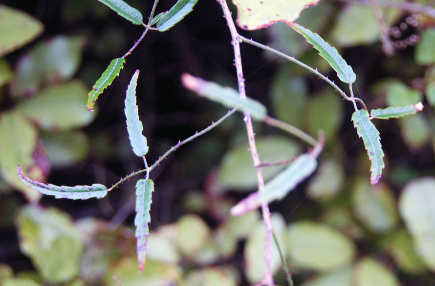 One of the varieties of New Zealand Bush Lawyer. It has backward facing spines on the leaf stalks - and once entagled it is hard to shake off. Called tataramoa it is possibly Rubus schmidelioides. Not