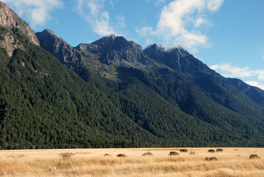 Knobs Flat on the Milford Road: Beech forest climbing up the spurs of the Earl Mountains from the flat valley floor