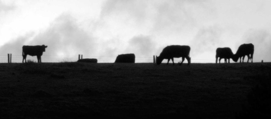 The Dexter cows are back on the headland, keeping down the scrub and being hassled by lazy-dog-walkers' dogs at St Margaret's Bay, Kent.  