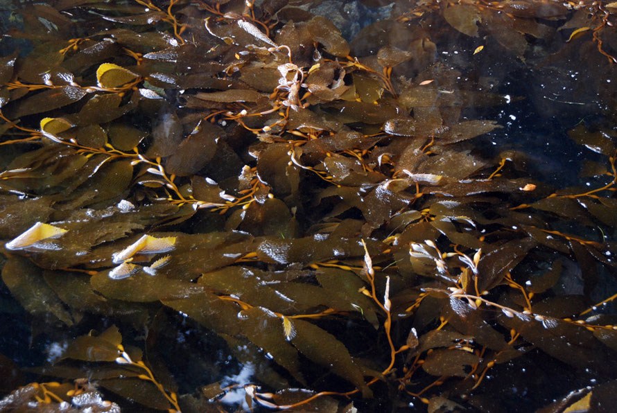 Bladder Kelp/Rimurimu  (Macrocystis pyrifera ) at the wharf on Ulva Island. 