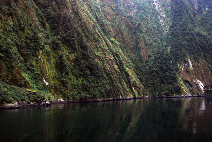 Vertically plunging fiord walls that continue for up to nearly 300m in the deepest parts of Milford Sound. A succession of Ice Ages and their glaciers ground out these huge valleys over millions of ye