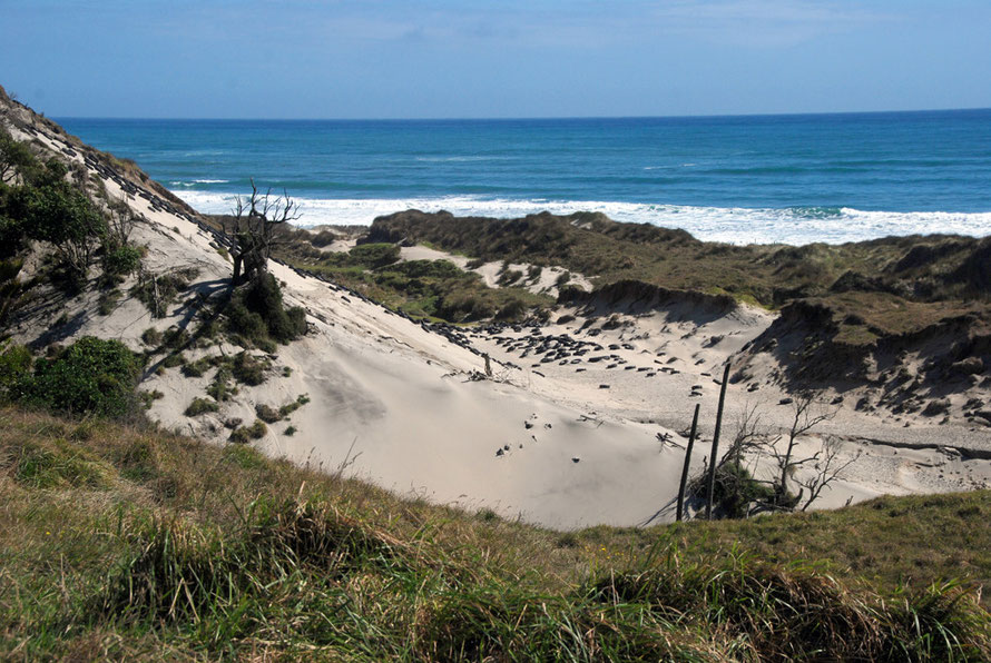 The Tasman Sea and prevailing westerlies batter the shoreline blowing sand inland into huge hills and dunes. Here tyre barriers are clearly failing to stop the erosion of the dunes and spread of sand 