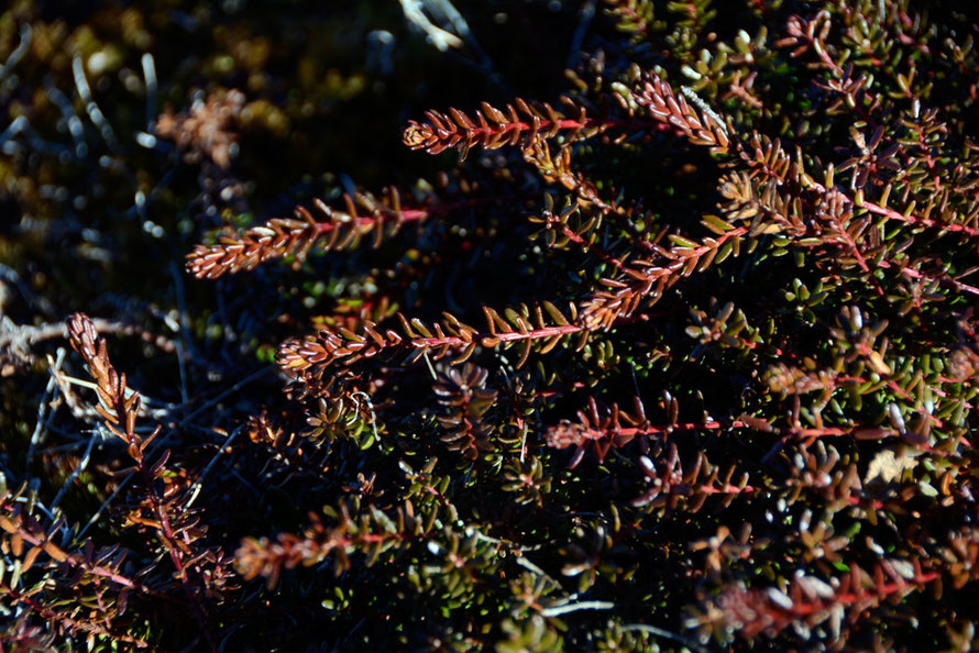 This beautifully coloured ground hugging Crowberry (Epetrum Nigra) was dominant on the rocky terrain on the Lyngen headland near Russelv. 