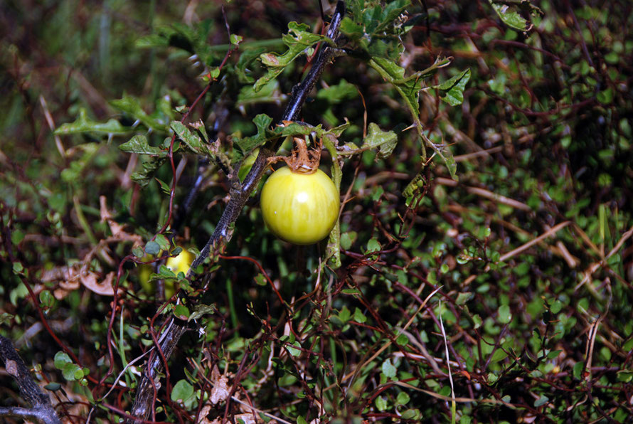 A member of the solanum family - possibly a nightshade with spines - for example the North American solanum heterodoxum. All New Zealand nightshades are introduced. This was near the Cave Campsite at Whatipu. 