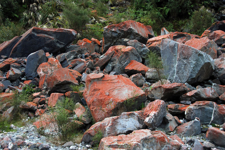 The transition zone from large ferns and scrub (background)   to mosses, hebes, twig trees and rata in the foreground