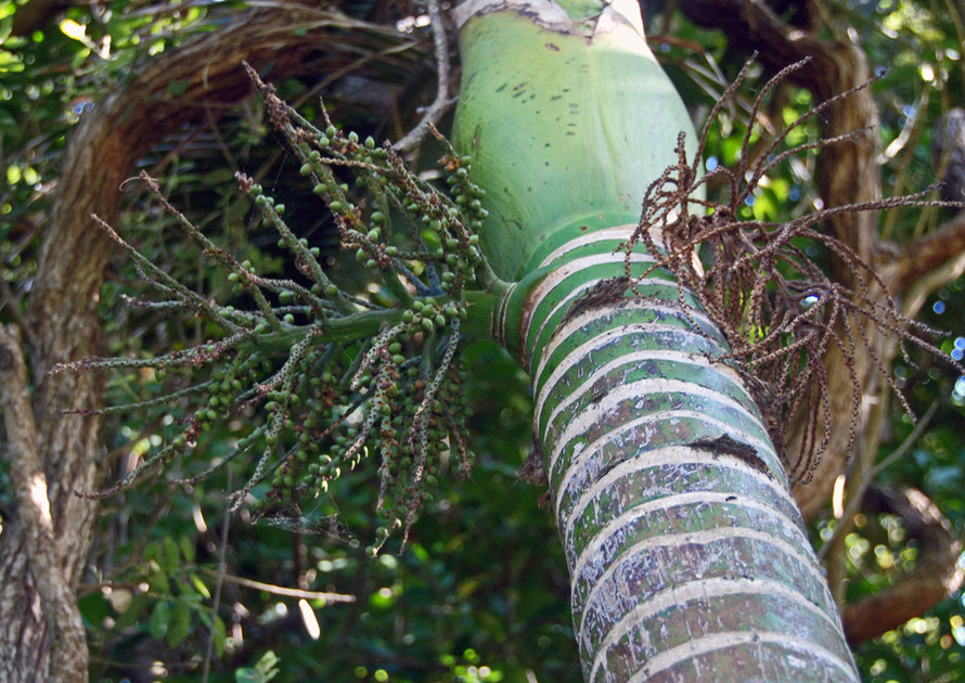 Nickau Palm (Rhopalostylis sapida) and its multibranched inflorescence with developing fruits that are red when ripe and the preferred food of the New Zealand pigeon - Kereru.