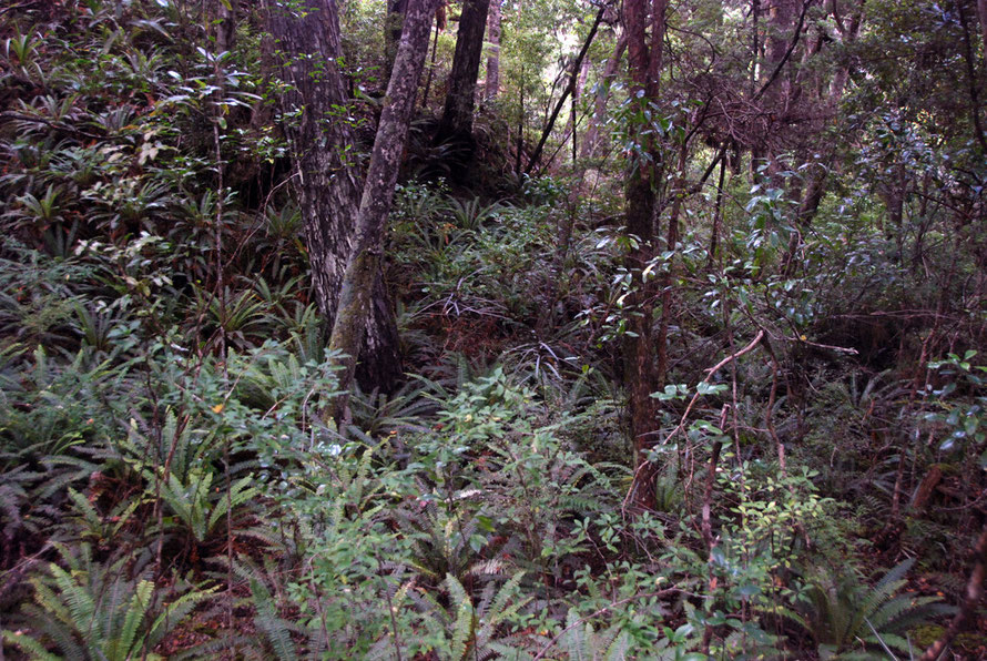 The tangle of the understory in the airy rain forest of Ulva Island, off Stewart Island. Ferns, hardwood shrubs, and epiphytes.