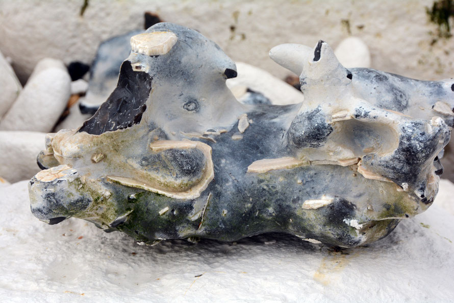 Flint nodule with fossilised shell fragments embedded in it at St Margarets Bay, Kent.