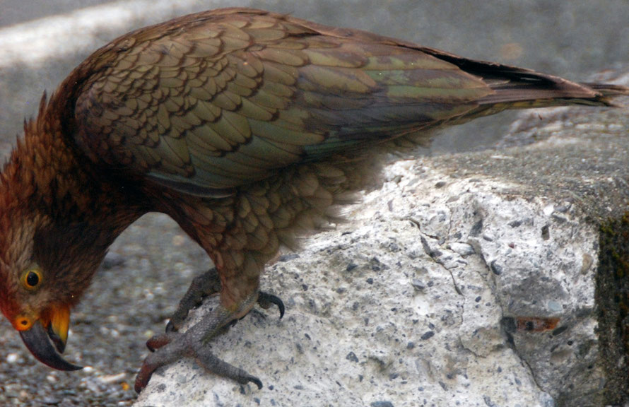 This kea was inspecting the roadworks signs and picking at the high-vis sleeving on the crash bariers outside the Homer Tunnel entrance.