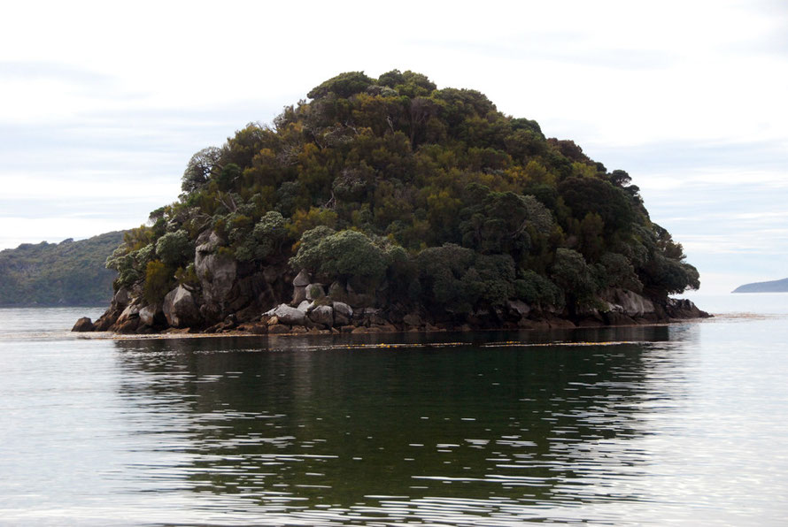 An islet off Sydney Cove on Ulva Island cloaked in Inaka (Dracophyllum longifolium) and Olearia (Stewart Island).